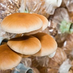 Setas shiitake frescas